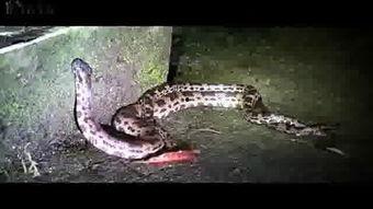 蛇欧美交视频下载,一窥网络视频传播背后的秘密